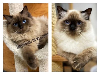 seal mink colorpoint ragdoll