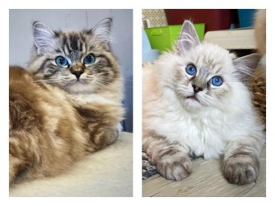 seal mink tabby lynx ragdoll