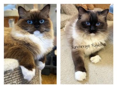 seal mitted mink ragdoll