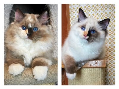 seal mitted mink tortie ragdoll