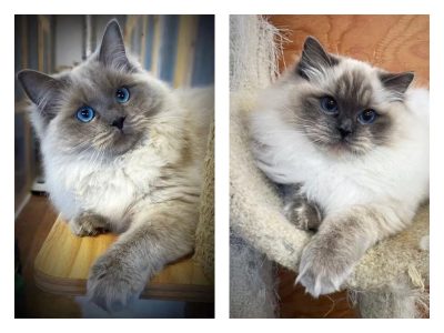 blue mink colorpoint ragdoll
