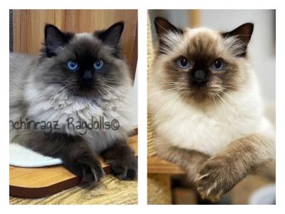 seal mink colorpoint ragdoll