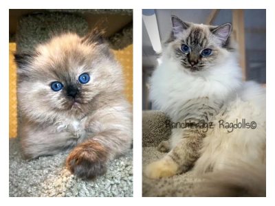 seal mink tabby lynx ragdoll