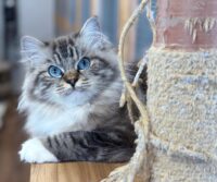 Seal mitted mink tabby lynx ragdoll