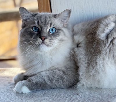 blue mitted mink tabby lynx ragdoll