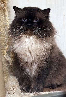seal point ragdoll
