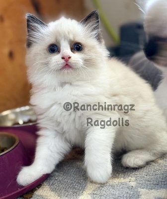Traditional Seal Bicolor ragdoll