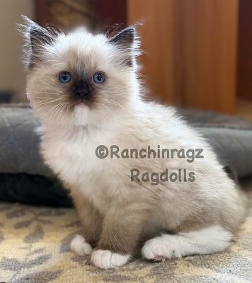 Seal Mitted Traditional Ragdoll