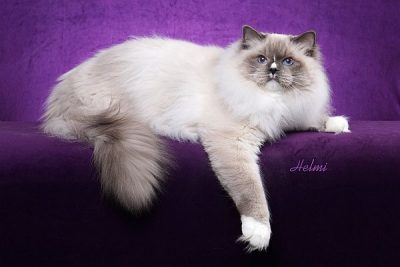 Blue Mitted Ragdoll