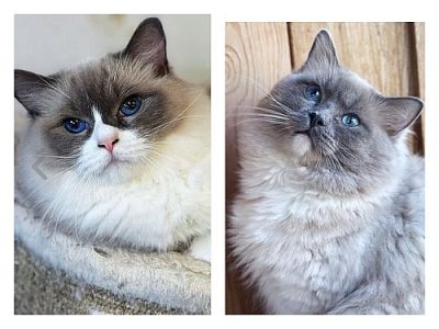 Blue bicolor ragdoll blue mitted ragdoll