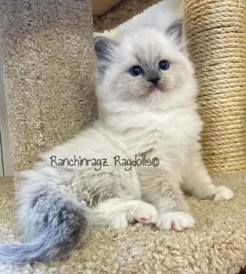 Blue Mitted Ragdoll