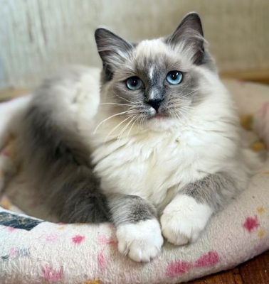 blue mitted ragdoll