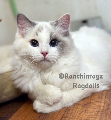 Blue Bicolor Tortie ragdoll