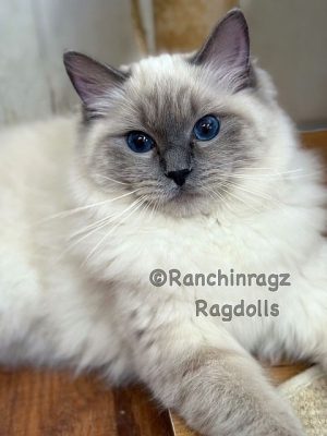 Bluepoint ragdoll