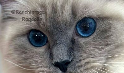 Bluepoint ragdoll do ragdolls have blue eyes 