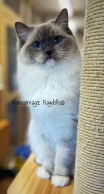 Blue Mitted Ragdoll