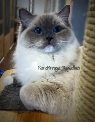 Blue Mitted Ragdoll