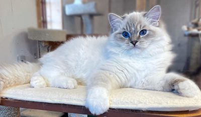 Blue Mitted Lynx Ragdoll
