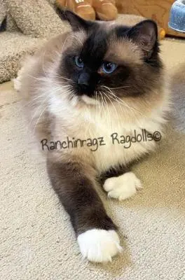 Seal Mitted Ragdoll cat