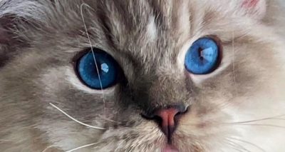 Blue Mitted Lynx Ragdoll