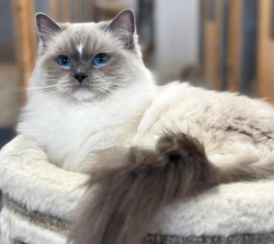 Blue Mitted Ragdoll
