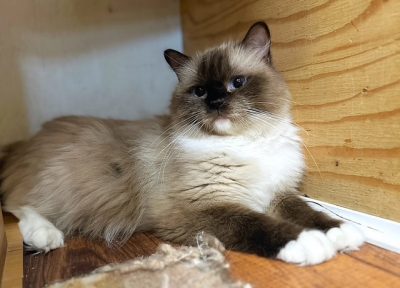 seal mitted ragdoll
