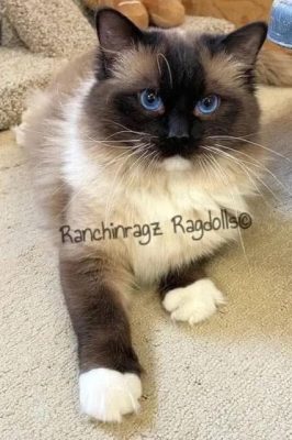 seal mitted ragdoll