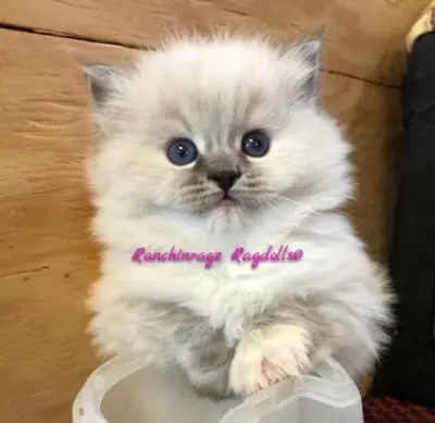 Sealpoint Torbie Ragdoll