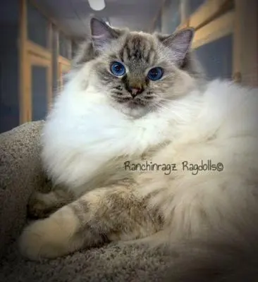 Sealpoint Torbie Ragdoll
