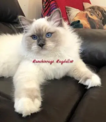 blue mitted ragdoll