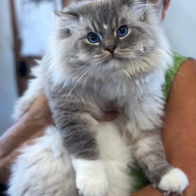 Blue Mitted Lynx Ragdoll