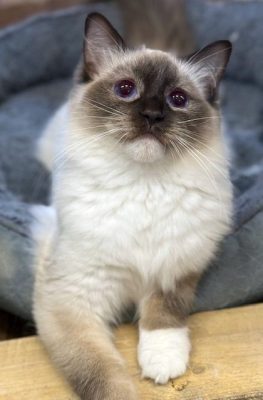 chocolate mitted ragdoll