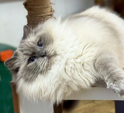 Bluepoint ragdoll