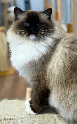 Seal Mittes Ragdoll