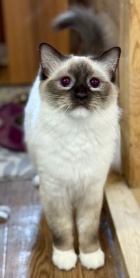 Chocolate Mitted Ragdoll