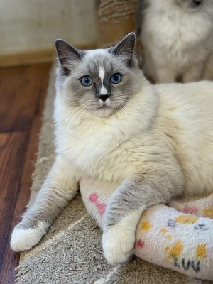 Blue Mitted Ragdoll
