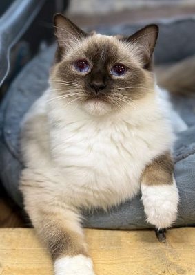 chocolate Mitted ragdoll