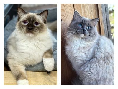 chocolate blue ragdoll