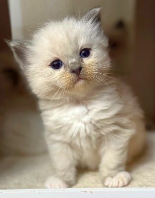 Blue Mitted ragdoll kitten