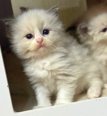 Blue Bicolor Ragdoll Kitten