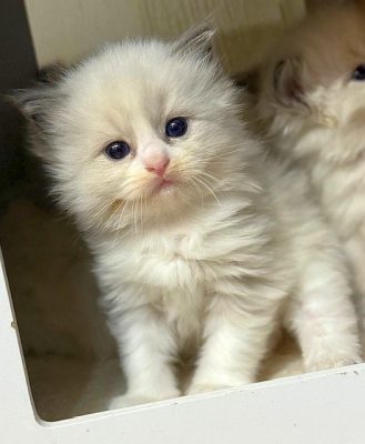 Blue Bicolor Ragdoll Kitten