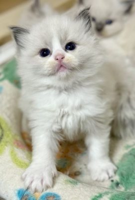 BLUE BICOLOR RAGDOLL