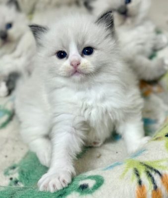 BLUE BICOLOR RAGDOLL