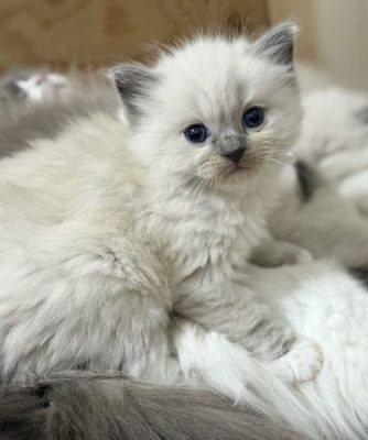 Blue Mitted ragdoll Kitten