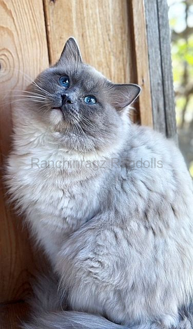 Los Mejores Uneko of Ranchinragz Los Mejores Uneko of Ranchinragz