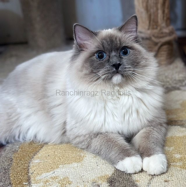 IMG_5786-Copy IMG_5786-Copy