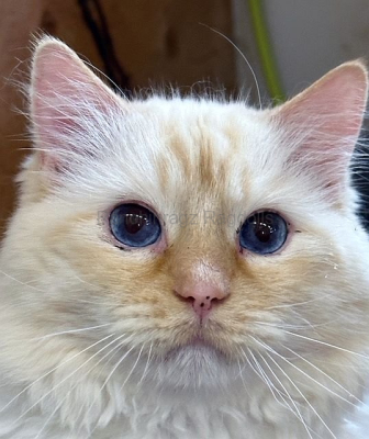 Palacedolls Finn of Ranchinragz