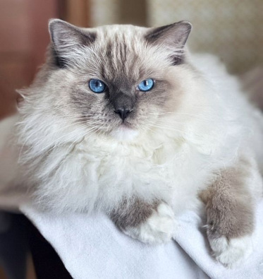 Blue Mitted  - Traditional Lines