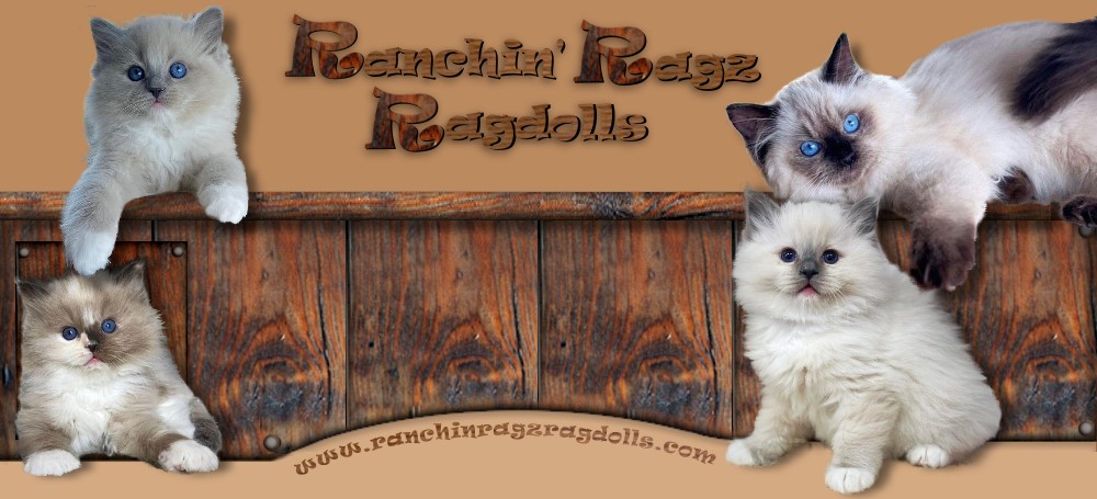 Ranchinragz Ragdolls